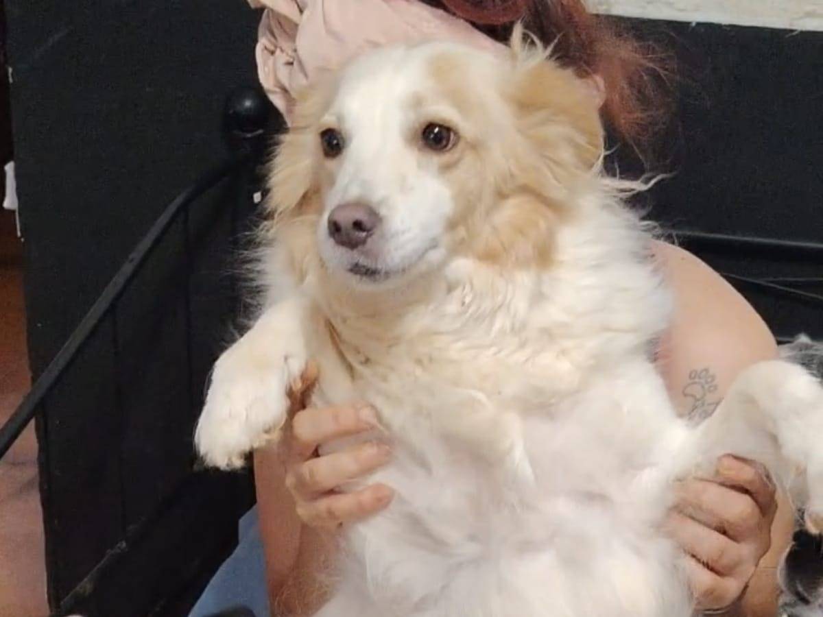 Adozione cane, maschio, Razza sconosciuta Razza sconosciuta, 5 anni e 3 mesi, taglia media contenuta, Roma