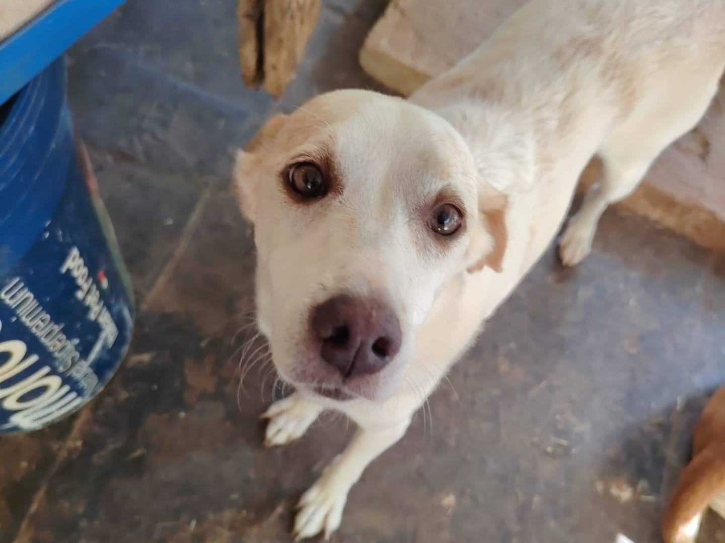 Adotta un cane, maschio, 5 anni e 3 mesi, Roma