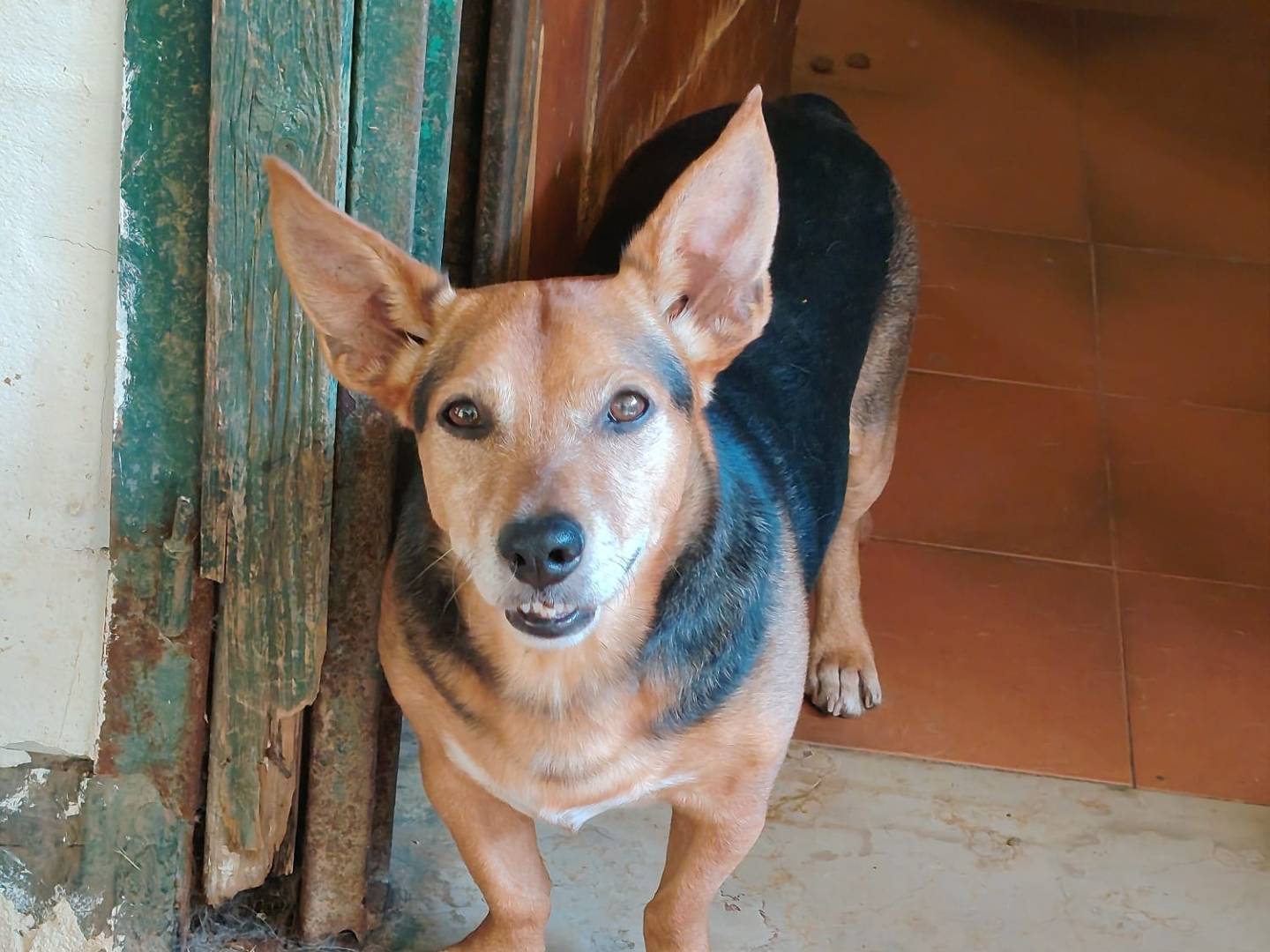 Adozione cane, maschio, Razza sconosciuta Razza sconosciuta, 7 anni e 3 mesi, taglia piccola, Roma