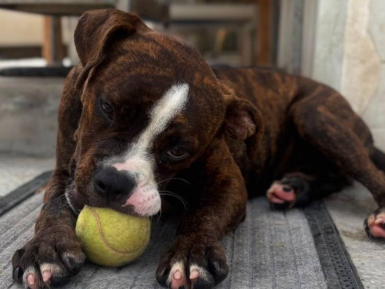 Adozione cane, femmina, Boxer Razza sconosciuta, 4 mesi, taglia media, Napoli