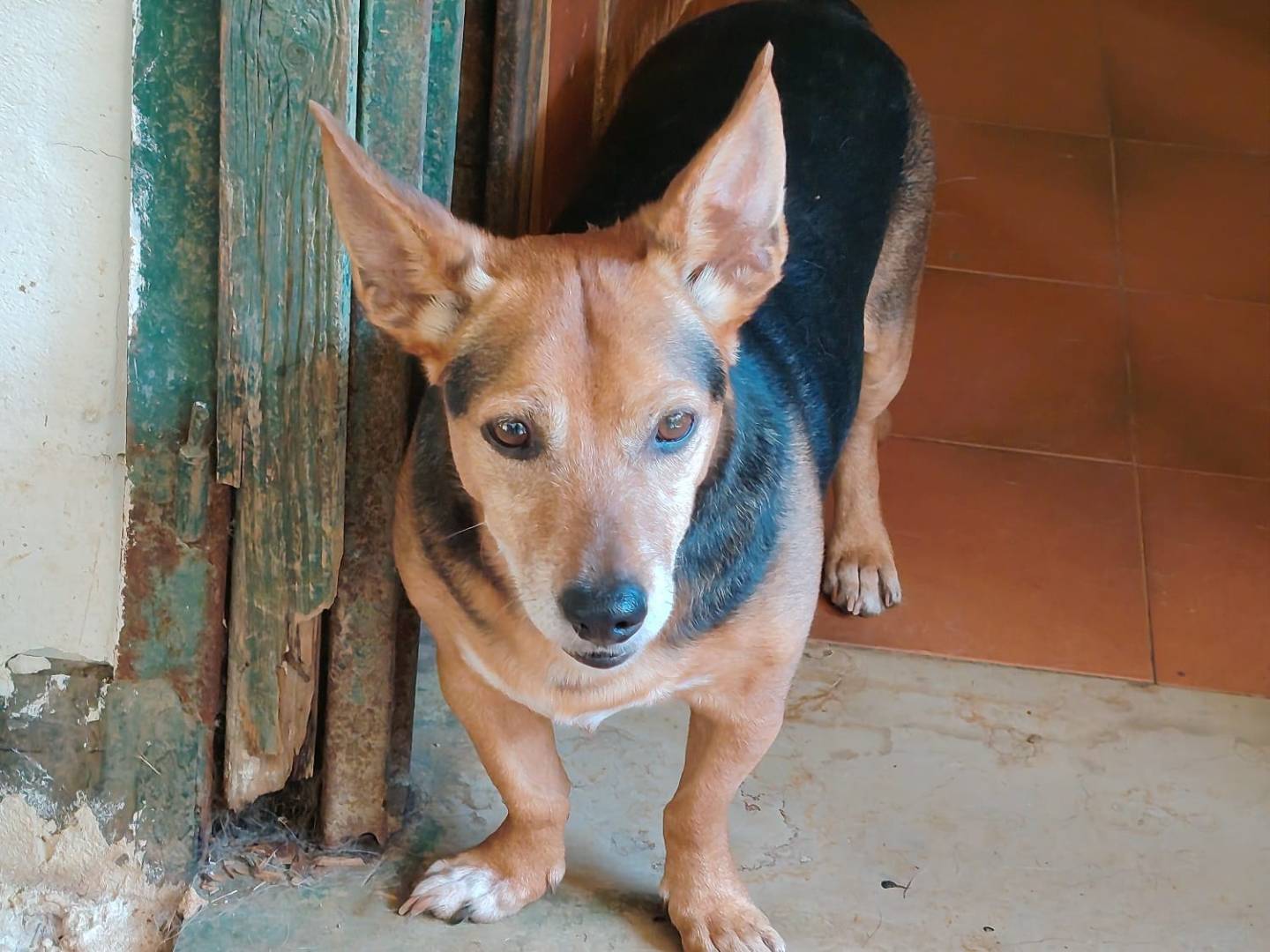 Adotta un cane, maschio, 7 anni e 3 mesi, Roma