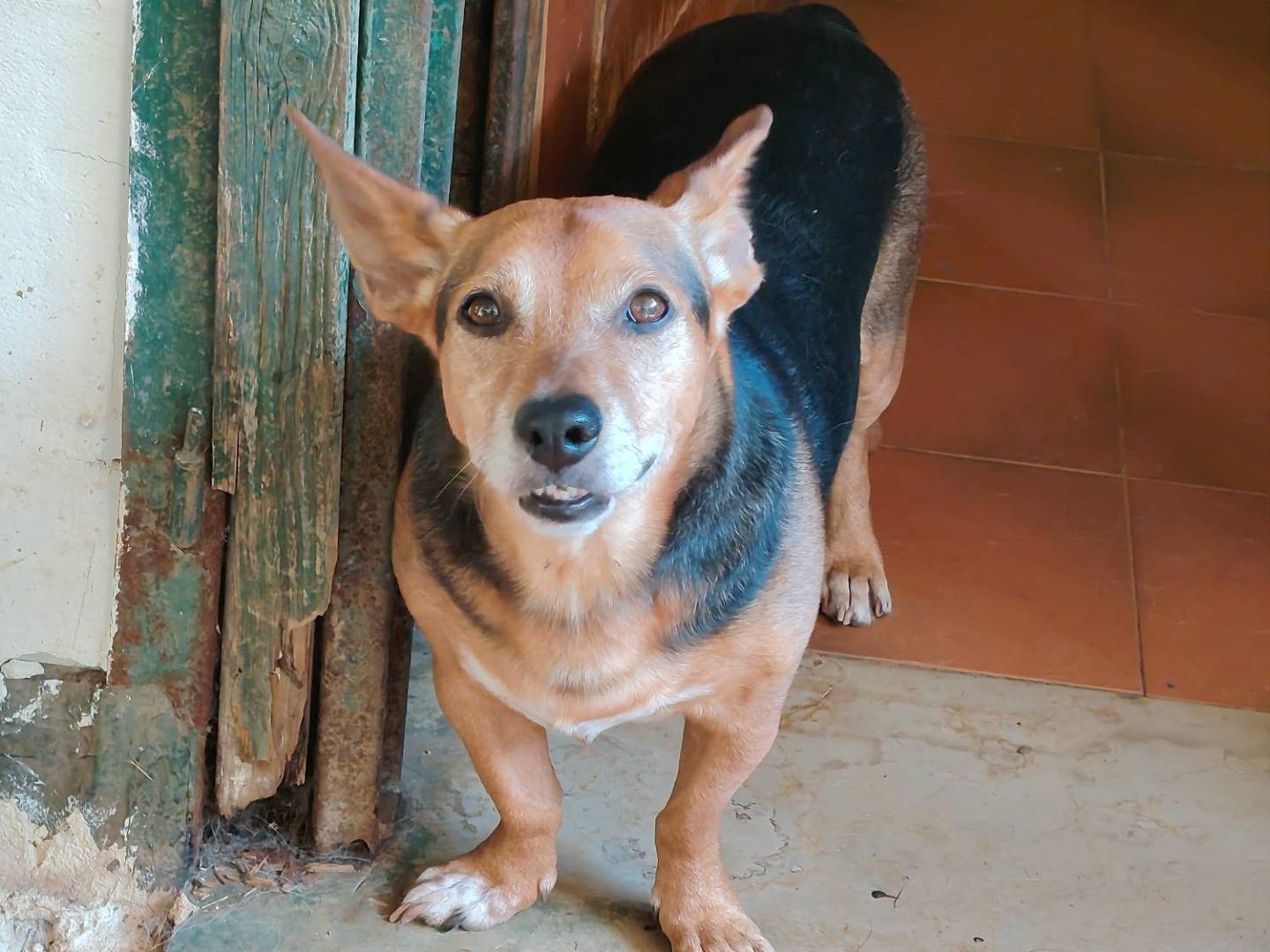 Adotta un cane, taglia piccola, maschio, Roma