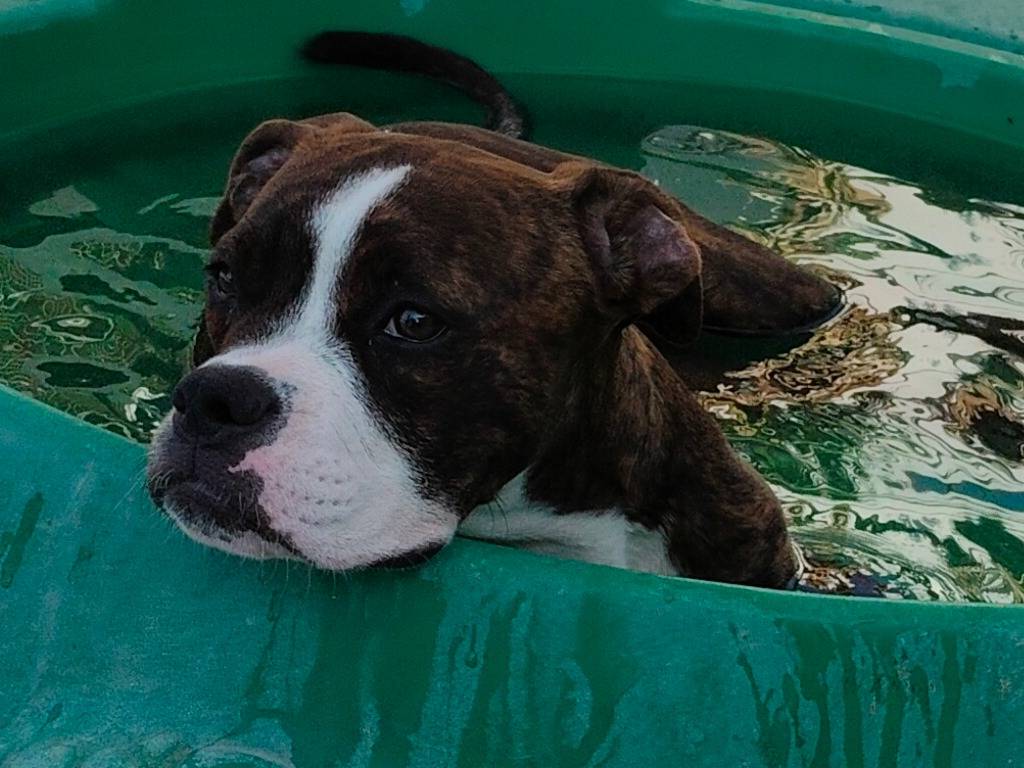 Adotta un cane, femmina, 4 mesi, Napoli
