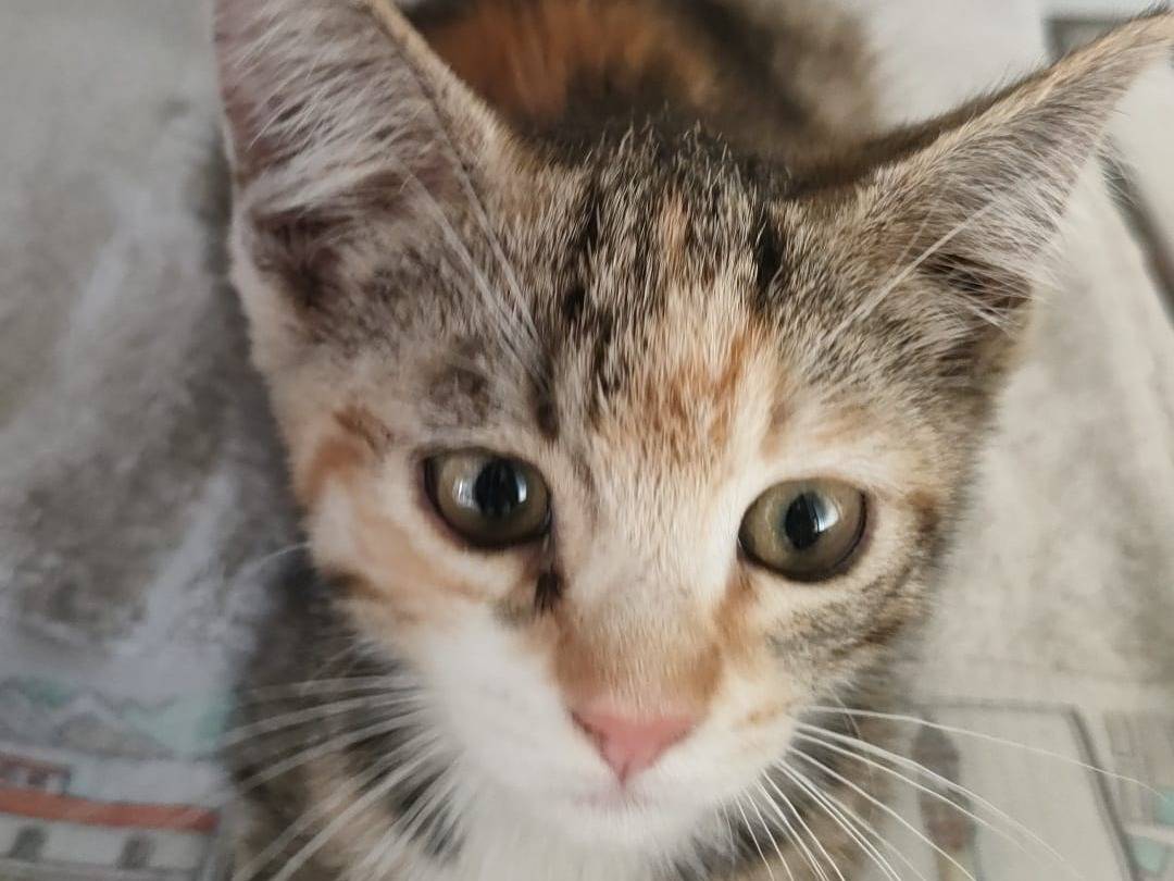 Adozione gatto, femmina, Razza sconosciuta Razza sconosciuta, 2 mesi, taglia non valida, Ravenna