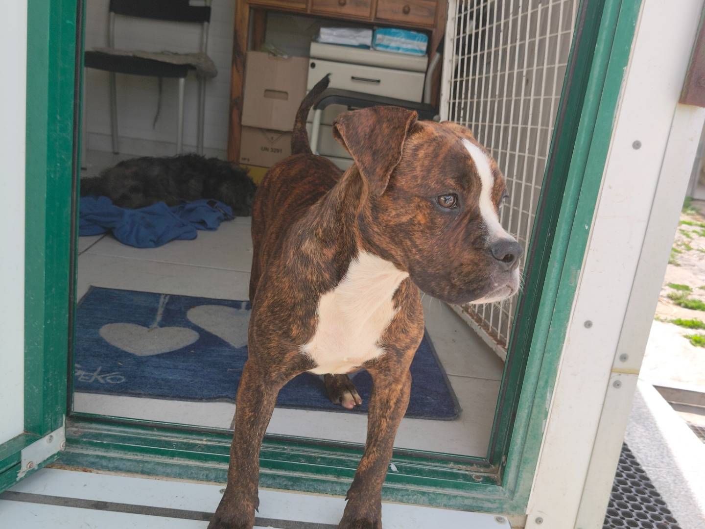 Adotta un cane, taglia media, femmina, Napoli