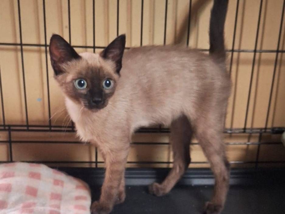 Vuoi adottare un gatto a Genova?