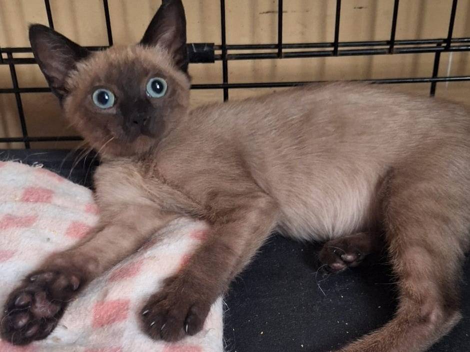 Adozione gatto, femmina, Razza sconosciuta Razza sconosciuta, 3 mesi, taglia non valida, Genova