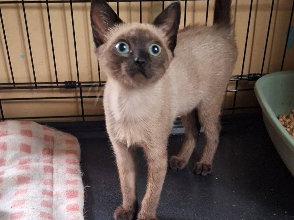 Adotta un gatto, taglia non valida, femmina, Genova