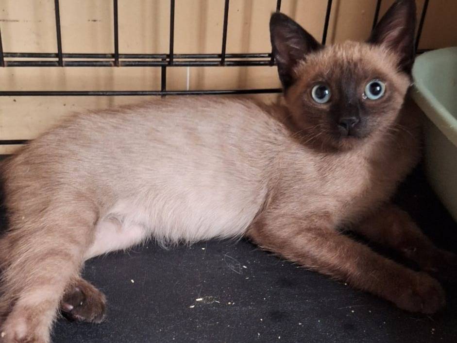Adotta un gatto, femmina, 3 mesi, Genova