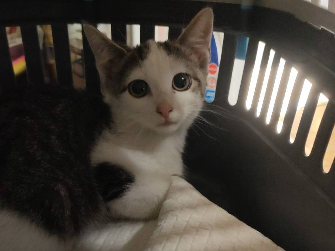 Adozione gatto, maschio, Razza sconosciuta Razza sconosciuta, 3 mesi, taglia non valida, Ravenna