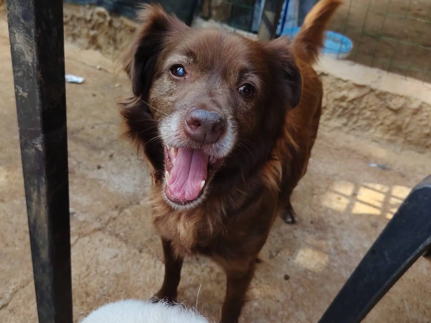 Adozione cane, maschio, Razza sconosciuta Razza sconosciuta, 10 anni e 3 mesi, taglia piccola, Roma