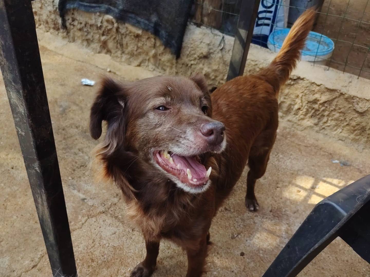 Adotta un cane, maschio, 10 anni e 3 mesi, Roma