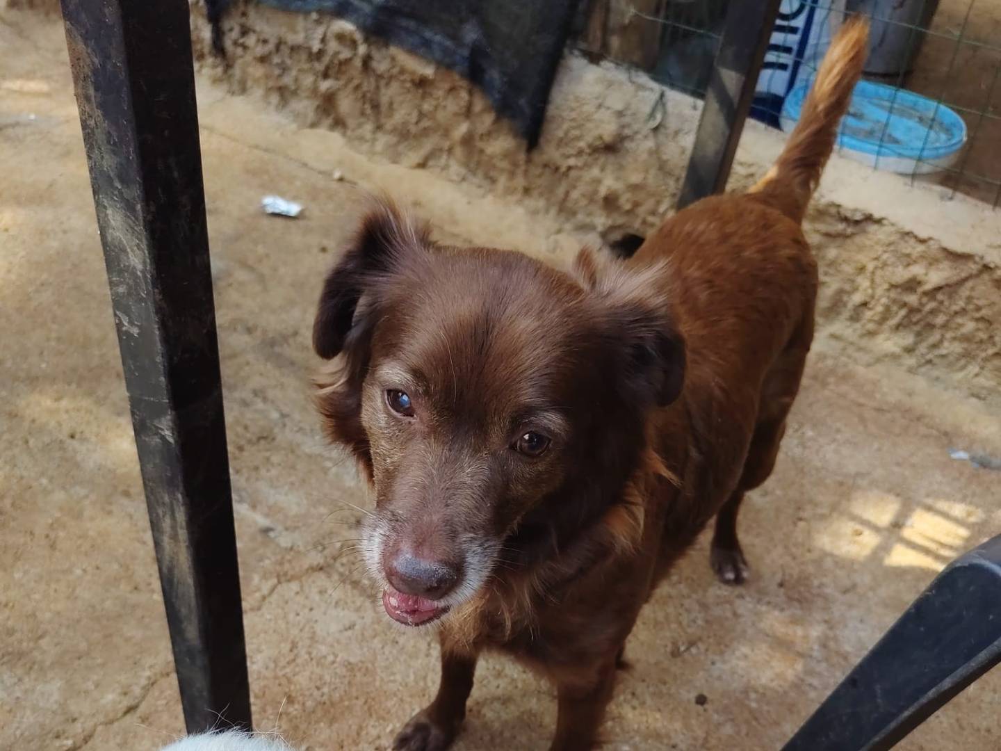 Adotta un cane, taglia piccola, maschio, Roma