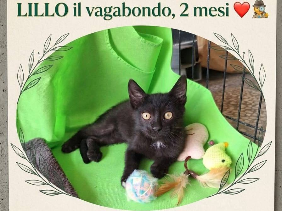 Adozione gatto, maschio, Razza sconosciuta Razza sconosciuta, 2 mesi, taglia non valida, Pavia