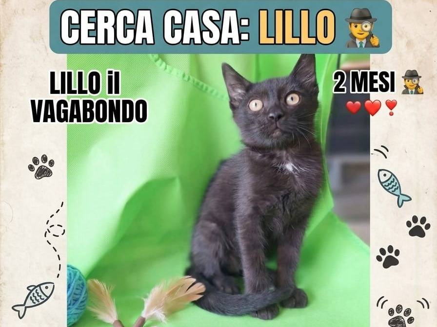 Adotta un gatto, taglia non valida, maschio, Pavia