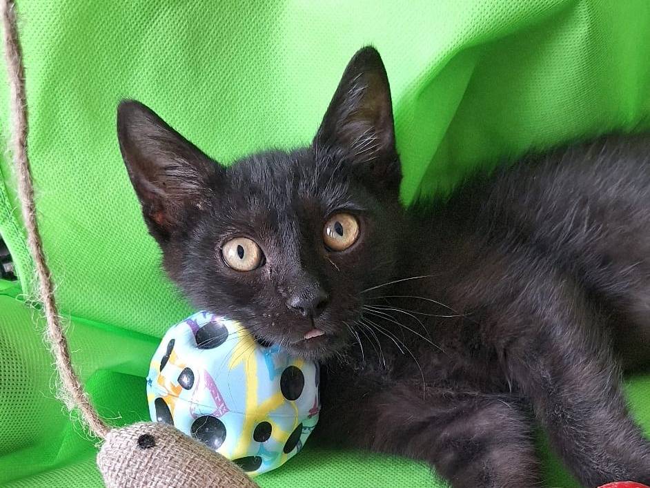 Vuoi adottare un gatto a Pavia?
