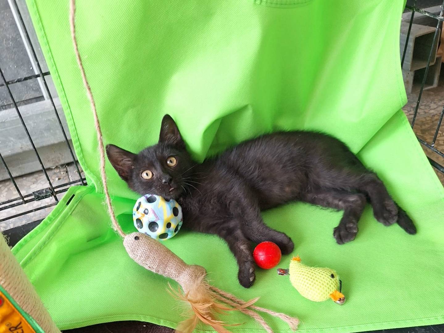 Adotta un gatto, maschio, 2 mesi, Pavia