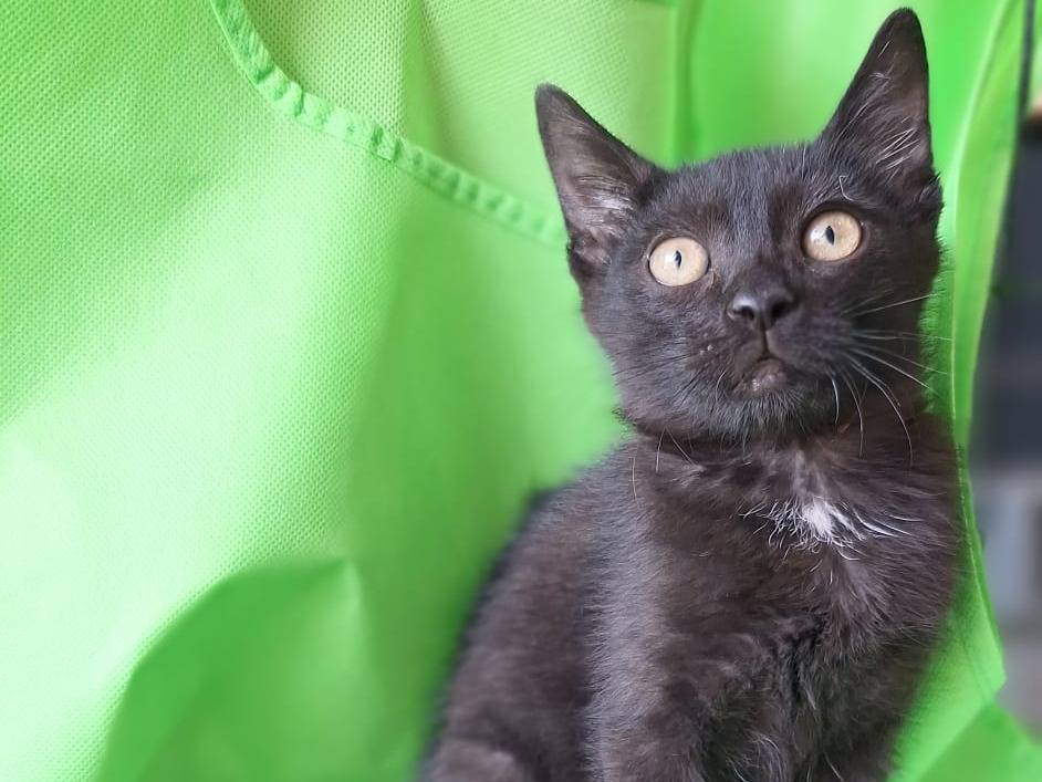 Adotta il gatto Lillo il vagabondo  a Pavia