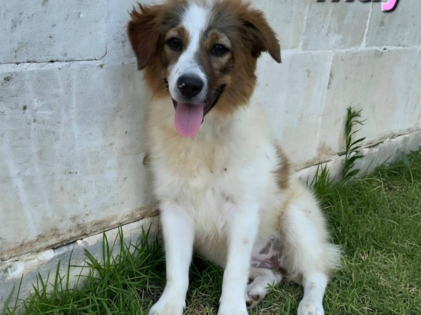 Vuoi adottare un cane a Taranto?