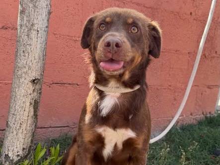Adozione cane, maschio, Razza sconosciuta Razza sconosciuta, 3 anni e 6 mesi, taglia media contenuta, Matera