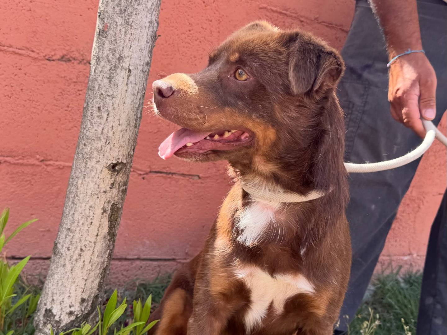 Adotta un cane, maschio, 3 anni e 6 mesi, Matera