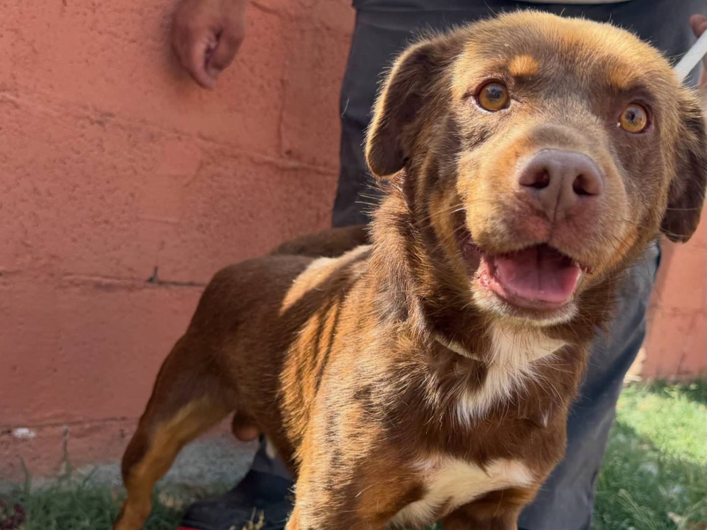 Adotta un cane, taglia media contenuta, maschio, Matera