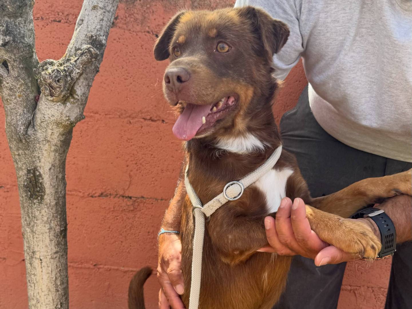 Vuoi adottare un cane a Matera?