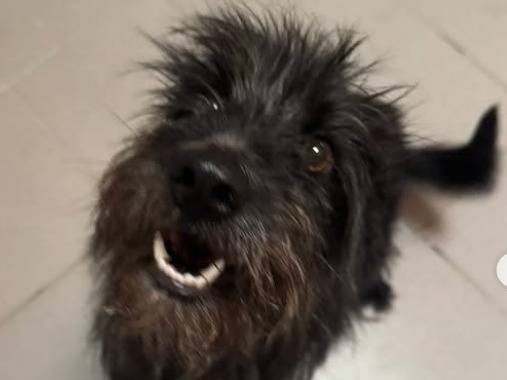 Adozione cane, femmina, Razza sconosciuta Razza sconosciuta, 1 anno e 8 mesi, taglia piccola, Lodi