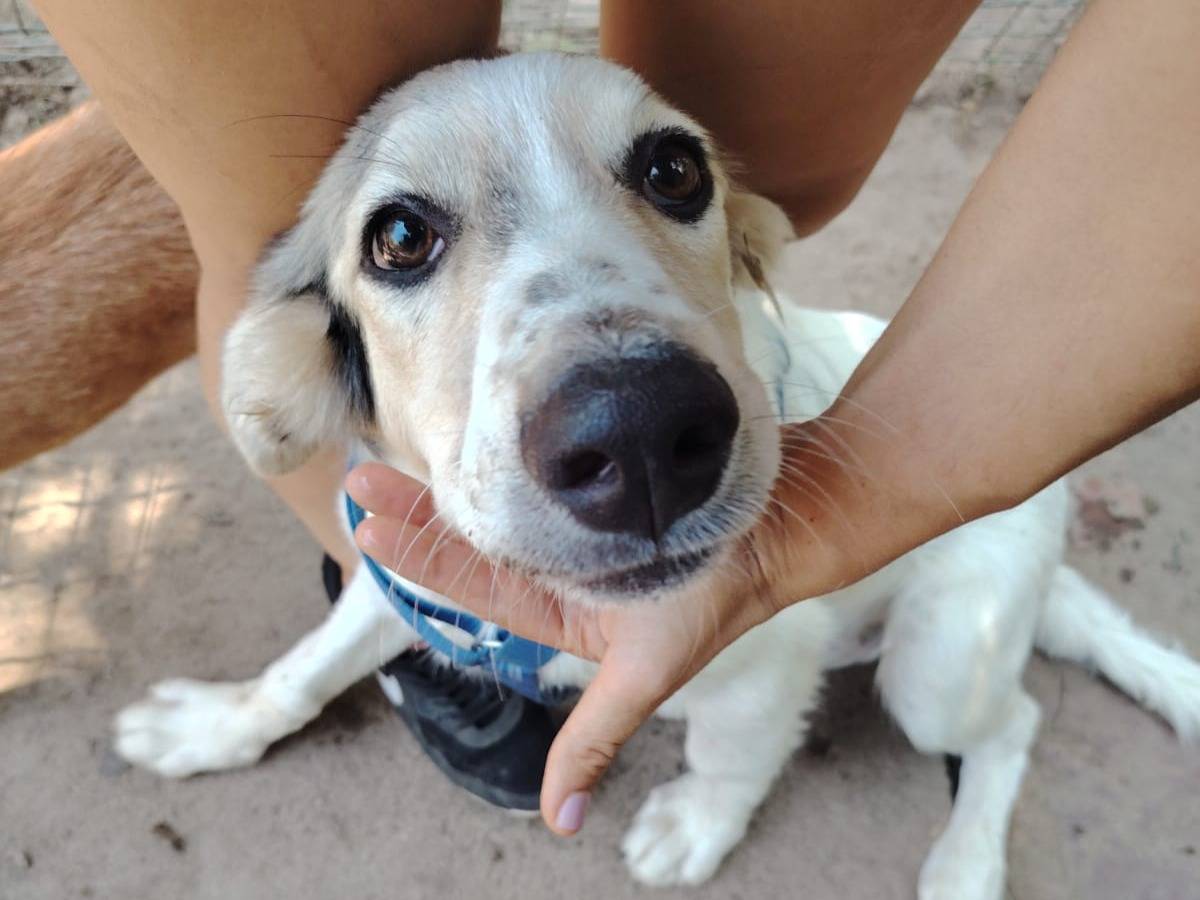 Adozione cane, maschio, Razza sconosciuta Razza sconosciuta, 5 mesi, taglia grande, Torino