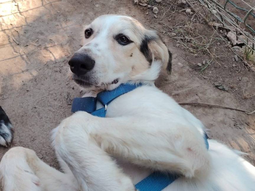 Adotta un cane, maschio, 5 mesi, Torino