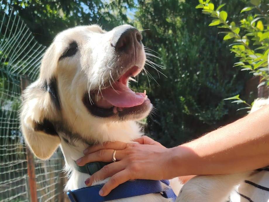 Adotta un cane, taglia grande, maschio, Torino