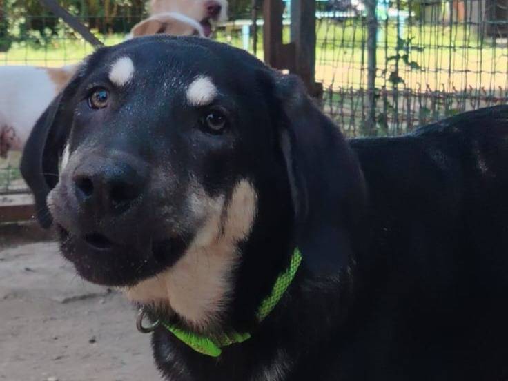Adotta un cane, femmina, 5 mesi, Torino
