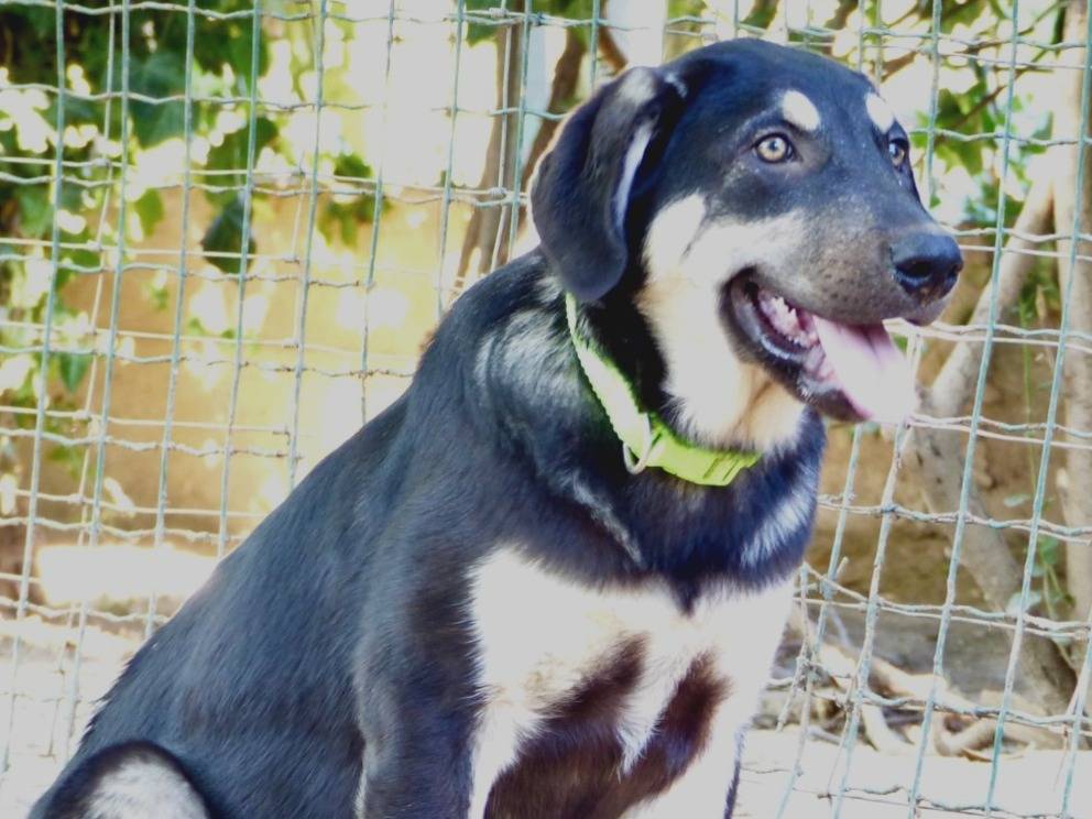 Adozione cane, femmina, Razza sconosciuta Razza sconosciuta, 5 mesi, taglia media, Torino