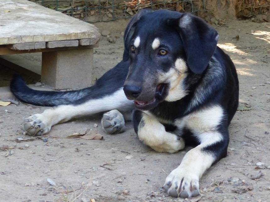 Adotta un cane, taglia media, femmina, Torino