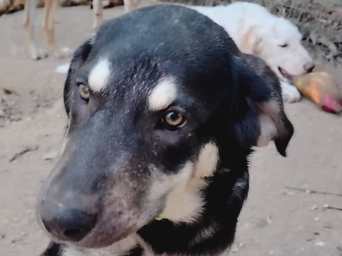 Vuoi adottare un cane a Torino?