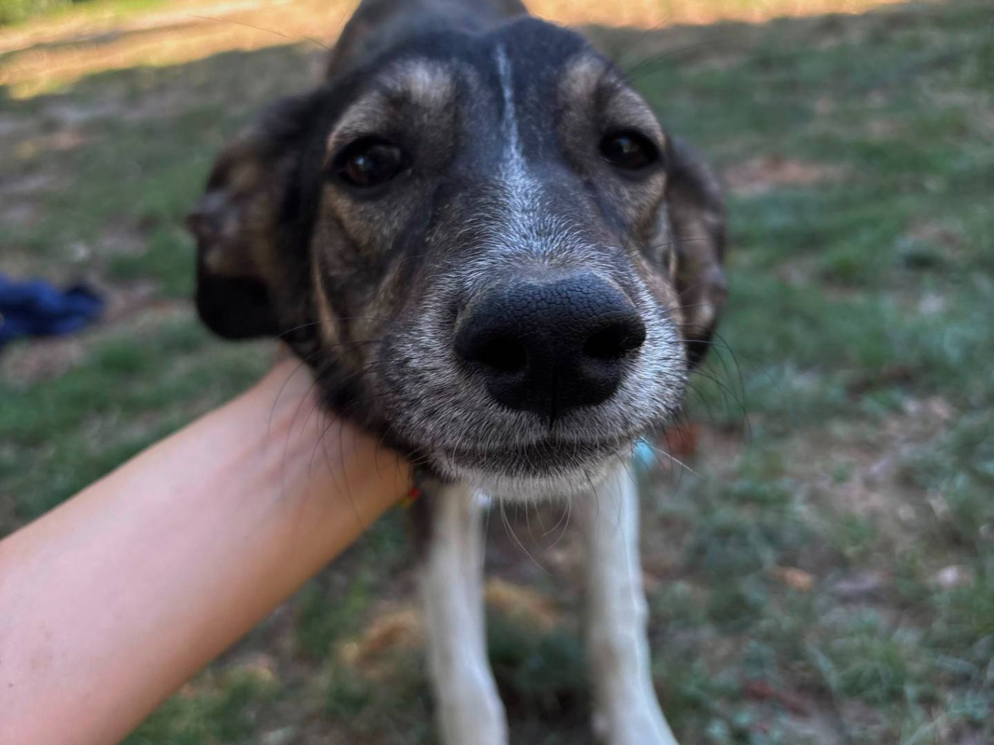 Adotta un cane, femmina, 6 mesi, Torino