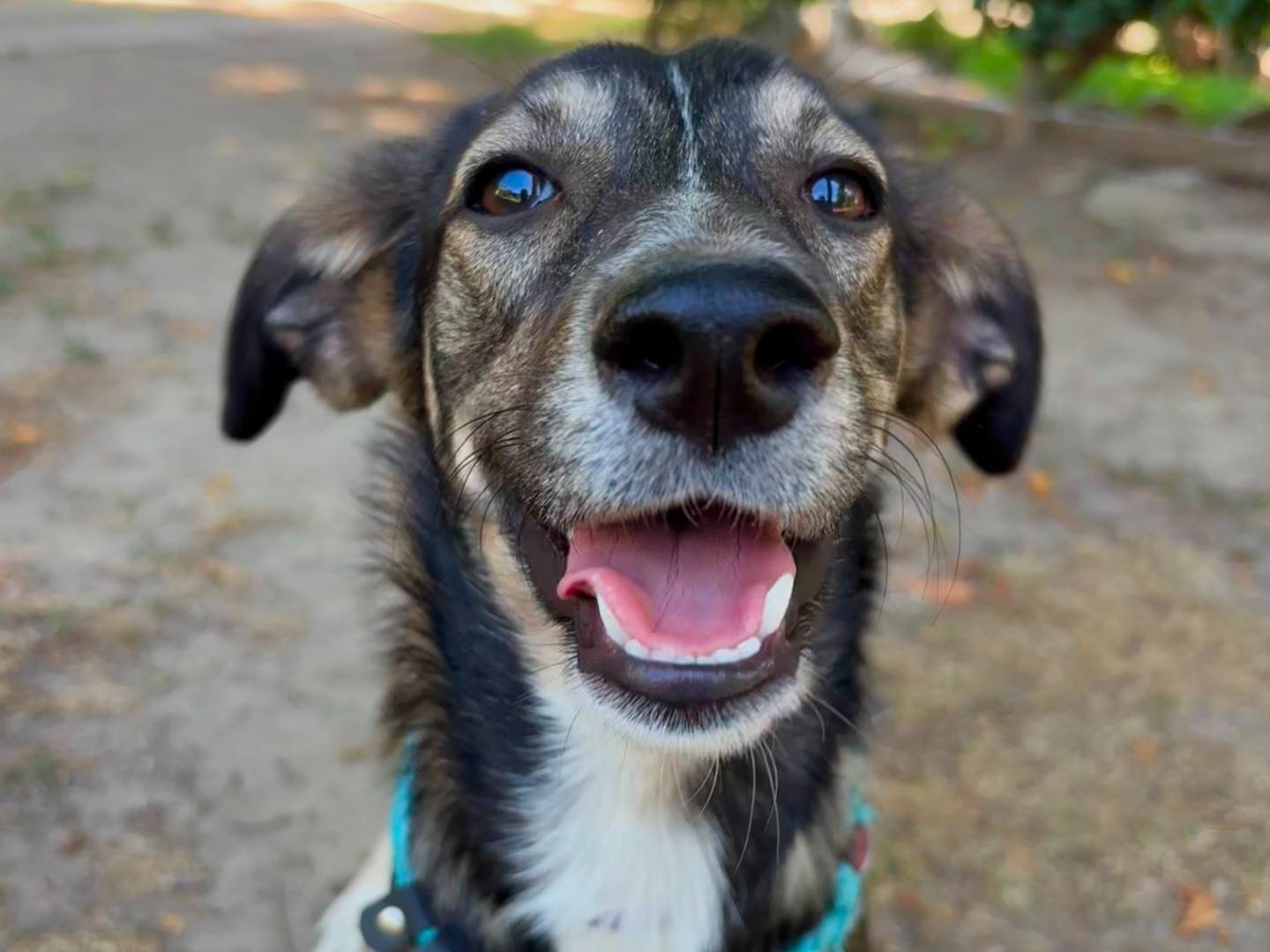 Adotta un cane, taglia media, femmina, Torino