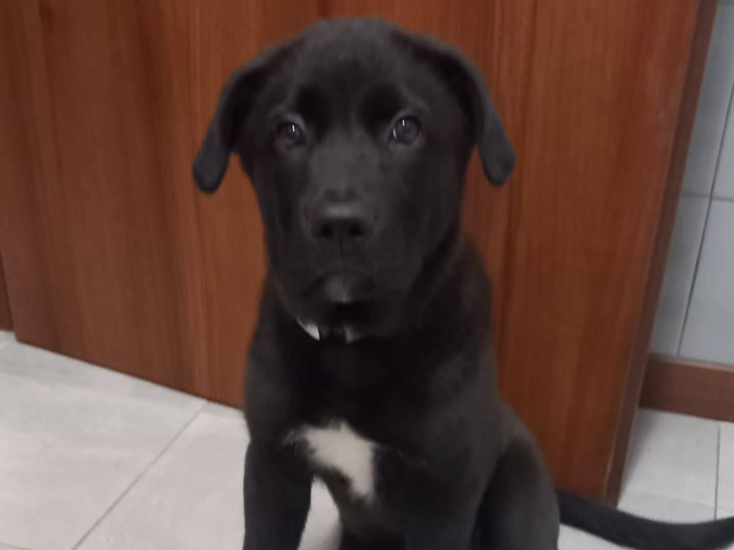 Adozione cane, maschio, Razza sconosciuta Razza sconosciuta, 4 mesi, taglia media, Torino