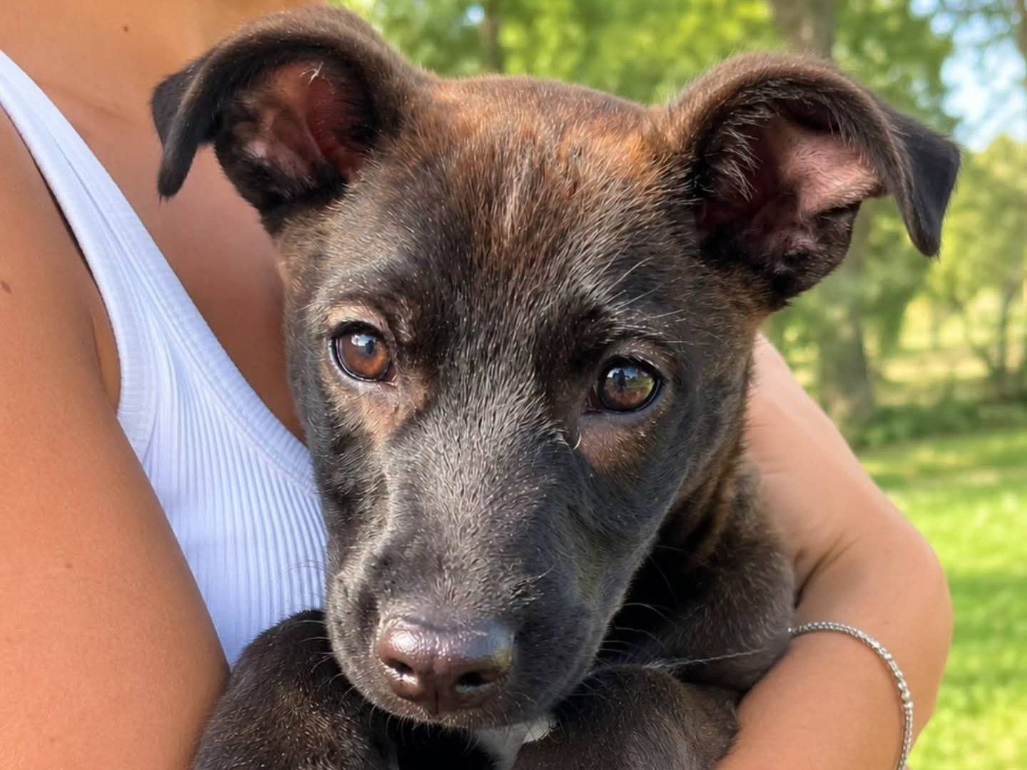 Adozione cane, maschio, Razza sconosciuta Razza sconosciuta, 3 mesi, taglia media, Torino