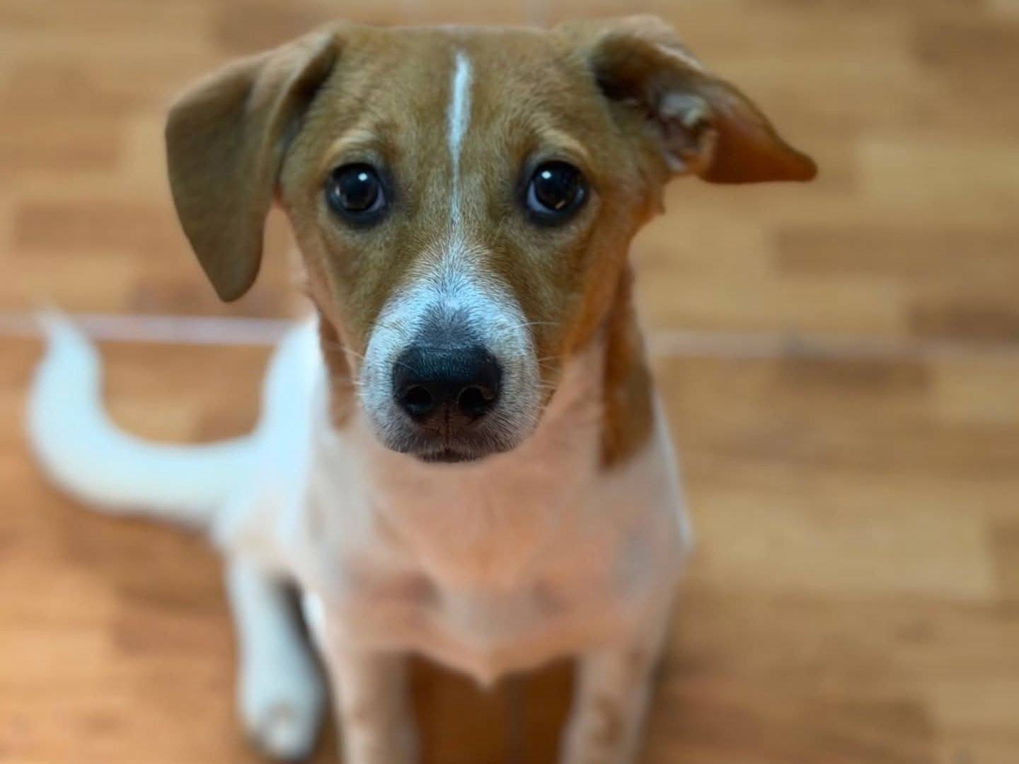 Adozione cane, femmina, Jack Russell Terrier Razza sconosciuta, 6 mesi, taglia media contenuta, Torino