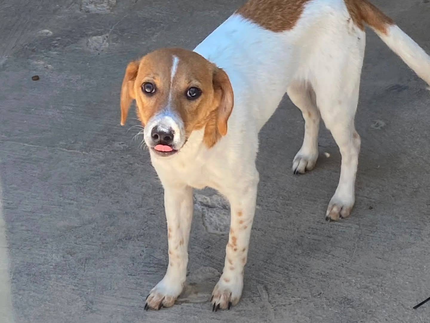 Adotta un cane, femmina, 6 mesi, Torino