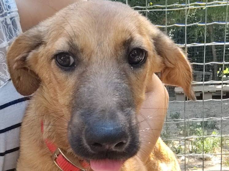 Adotta un cane, femmina, 4 mesi, Torino
