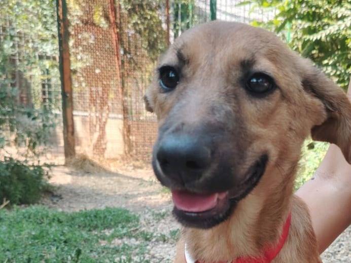 Adozione cane, femmina, Razza sconosciuta Razza sconosciuta, 4 mesi, taglia media, Torino