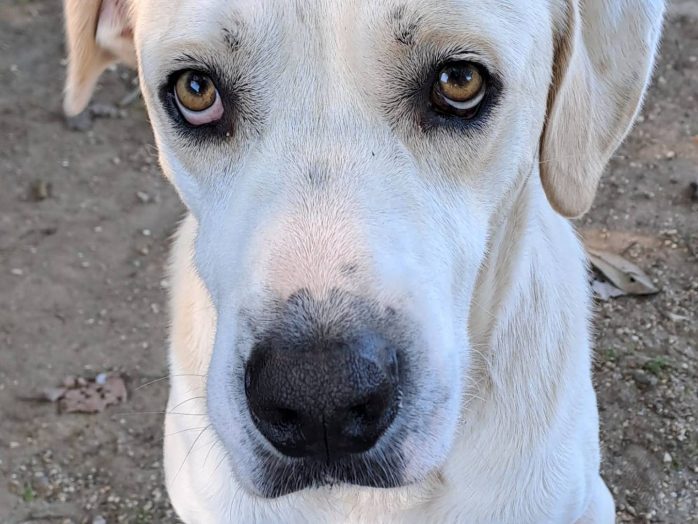 Adozione cane, maschio, Razza sconosciuta Razza sconosciuta, 5 anni e 2 mesi, taglia grande, Roma