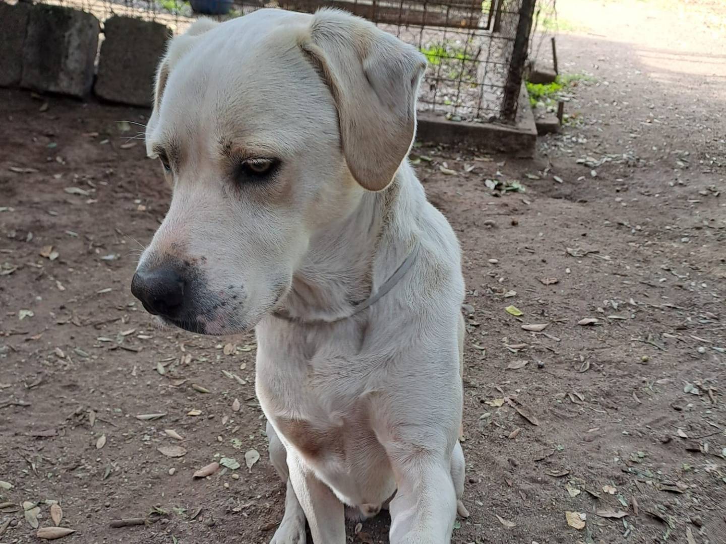 Adotta un cane, maschio, 5 anni e 2 mesi, Roma
