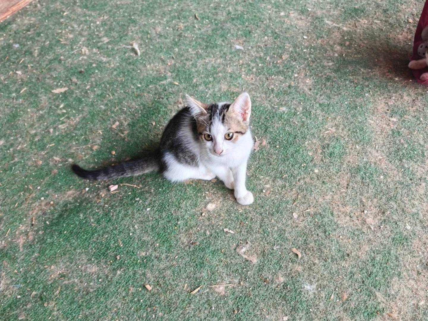 Vuoi adottare un gatto a Caserta?
