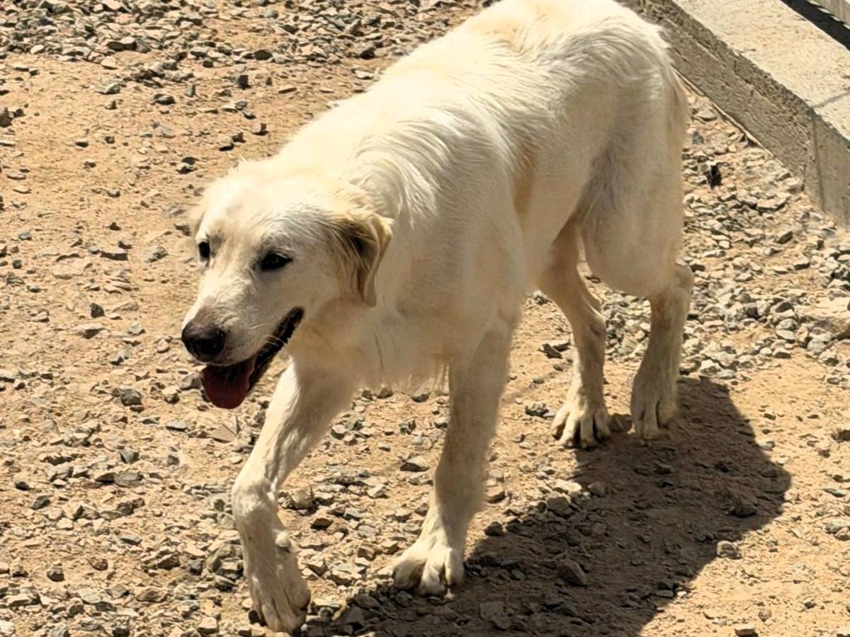 Adotta un cane, maschio, 2 anni e 7 mesi, Sassari