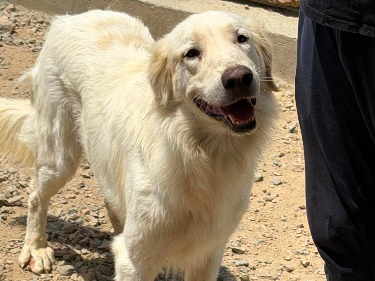 Adozione cane, maschio, Razza sconosciuta Razza sconosciuta, 2 anni e 7 mesi, taglia grande, Sassari