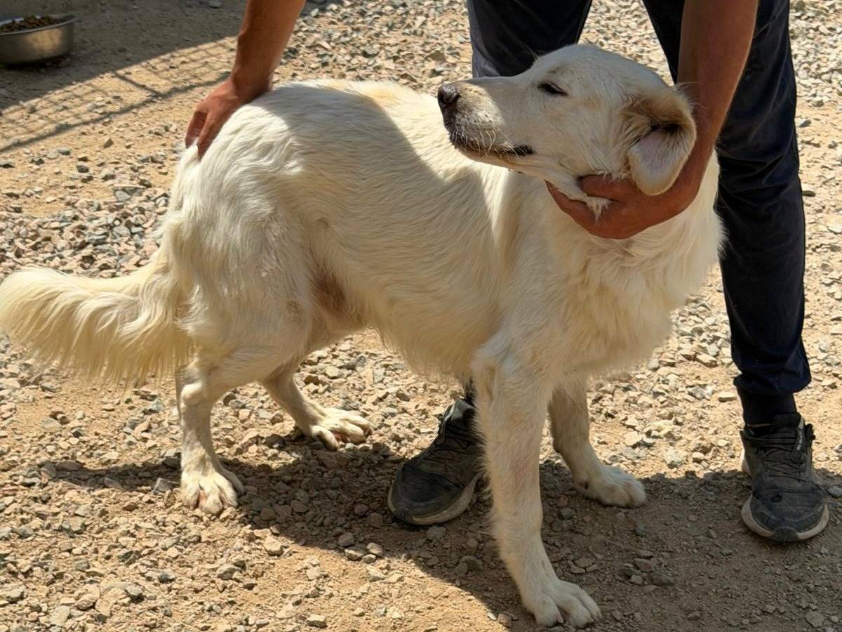 Adotta un cane, taglia grande, maschio, Sassari