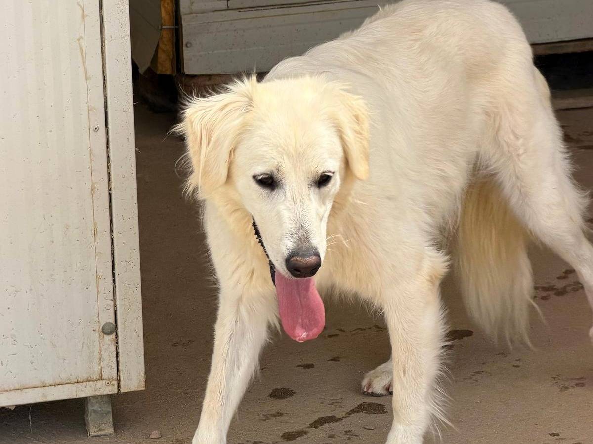 Adozione cane, femmina, Razza sconosciuta Razza sconosciuta, 2 anni e 6 mesi, taglia media, Sassari
